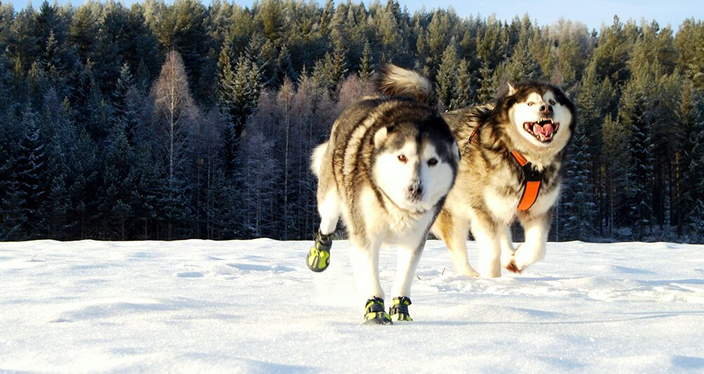 Dog's Waterproof Outdoor Shoes