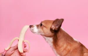 dog and banana